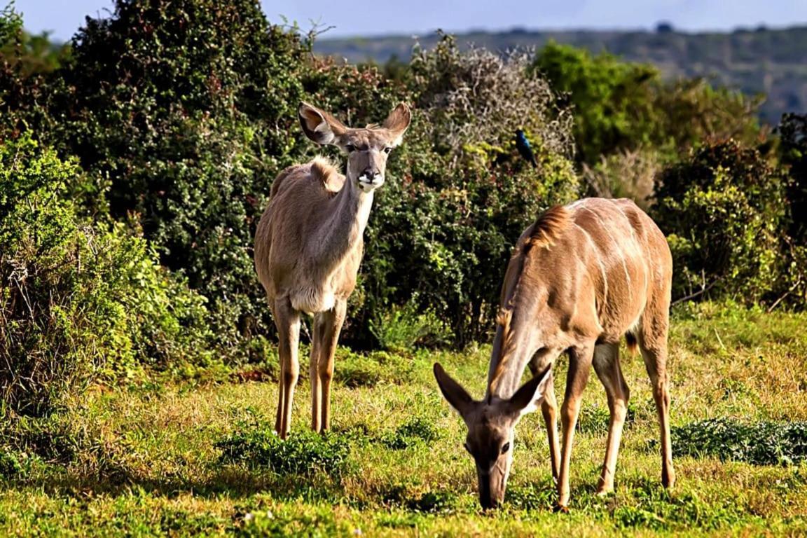 Addo Bush Palace Exterior foto