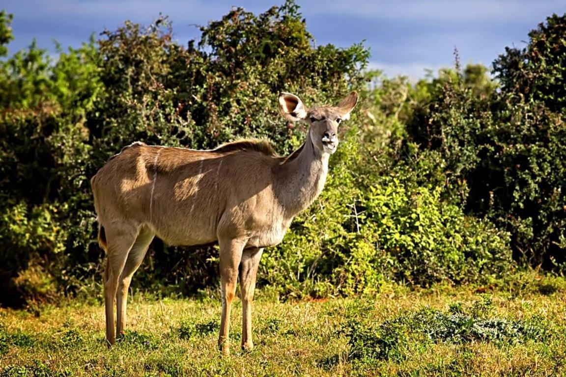 Addo Bush Palace Exterior foto