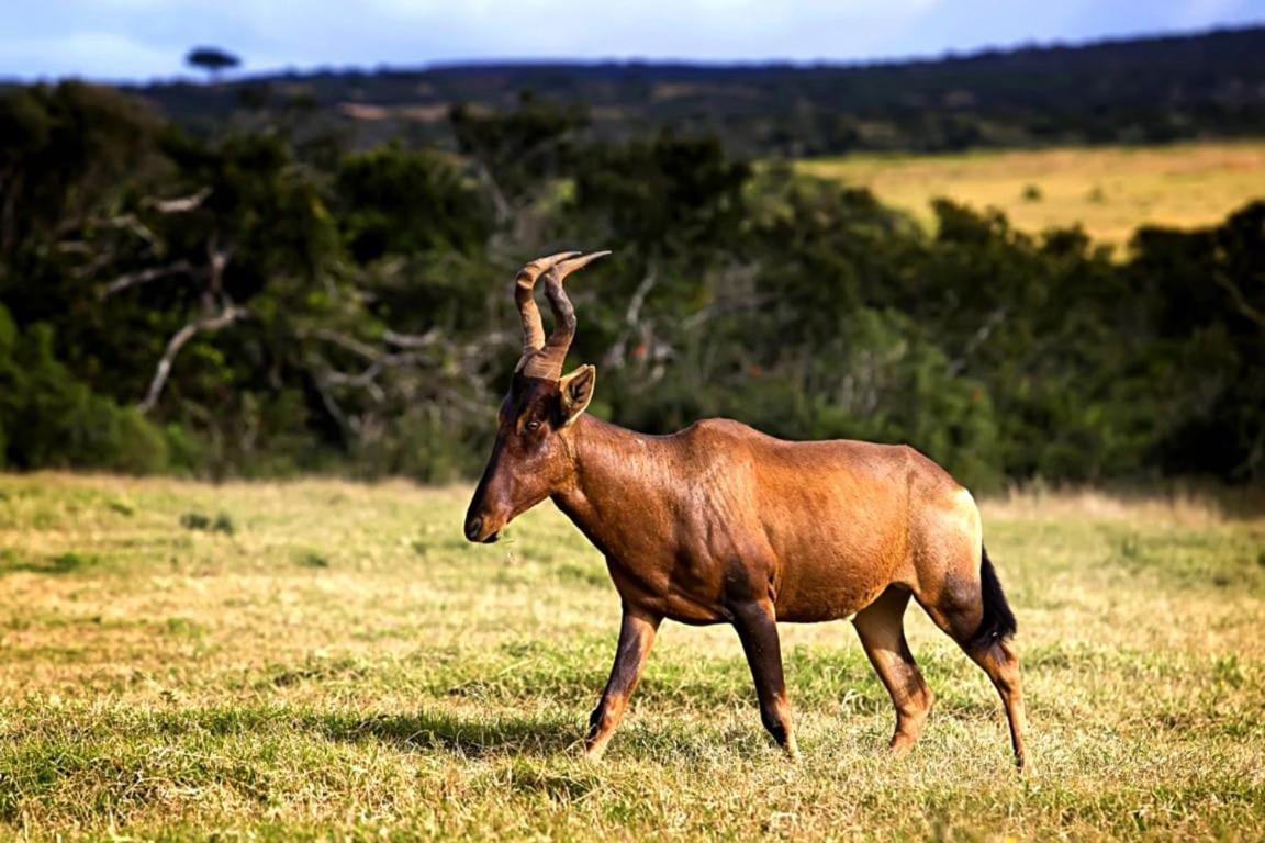 Addo Bush Palace Exterior foto